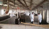 Các nhân viên thú ý khử trùng trang trại ở Hà Bắc nơi 15.000 con lợn chết vì dịch tả lợn châu Phi. (Ảnh: CNN)