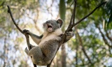 Gấu Koala đực gợi cảm, khoe dáng không kém siêu mẫu