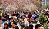 Hoa anh đào Nhật Bản sẽ khoe sắc tại khu vực Vườn hoa tượng đài Lý Thái Tổ