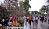 Hoa anh đào that trưng bày trong không gian tượng đài Lý Thái Tổ