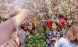 Kéo dài thêm lễ hội hoa anh đào để phục vụ người dân