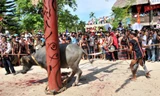 Bộ VHTTDL yêu cầu xem lại việc tổ chức lễ hội đâm trâu ở Huế