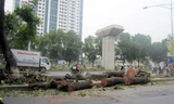 Chủ tịch Hà Nội yêu cầu rà soát việc chặt hạ 6.700 cây xanh