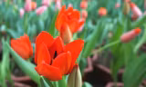 Hoa tulip nở rực rỡ trên vùng đất "khắc nghiệt"