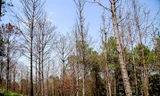 Cả vạt rừng chết đứng