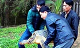 Cá thể rùa biển quý hiếm được cứu hộ thành công sáng 28/3 tại huyện Phú Lộc, tỉnh TT-Huế. Ảnh: Minh Hiếu 
