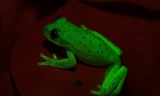 Loài ếch huỳnh quang đầu tiên trên thế giới mới được phát hiện ở Argentina và Brazil