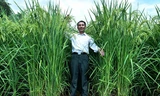 Lai tạo thành công giống lúa khổng lồ cao quá đầu người