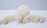 Lay động hình ảnh gấu Bắc cực ủ ấm cho con vượt cơn bão tuyết