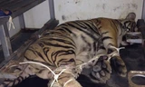 Hai con hổ lúc bị quăng khỏi xe tải