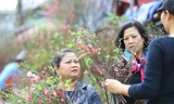 Đào, quất, hoa ngập tràn phố trước rằm tháng Chạp