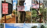 Nhan nhản các tấm biển bán đất ở đồi thông Ia Dêr (ở Gia Lai)