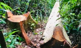 Hiện trường vụ phá rừng ở huyện K'Bang