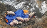 Tiêu hủy lợn bệnh
