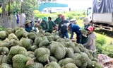 Sầu riêng đạt chất lượng sẽ được thu mua xuất khẩu