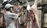 Nguồn thịt lợn cung cấp ra thị trường hiện nay chủ yếu từ các công ty chăn nuôi lớn
