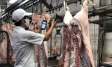 Nguồn thịt lợn cung cấp ra thị trường hiện nay chủ yếu từ các công ty chăn nuôi lớn