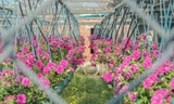Rực rỡ hương sắc chờ đón Tết ở làng hoa lớn nhất Đà Nẵng