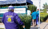 Làng hoa lớn nhất Đà Nẵng rộn ràng ngày giáp Tết