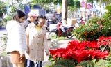 Hoa Tết rực rỡ xuống phố phường Đà Nẵng