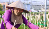 Làng hoa lớn nhất Đà Nẵng tất bật ngày đêm chăm vụ hoa Tết