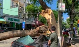 Cây xanh bất ngờ ngã đổ đè trúng ô tô trên đường ở Đà Nẵng