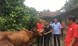 Trao tặng bò giống tới hộ dân có hoàn cảnh khó khăn huyện Phù Ninh, tỉnh Phú Thọ