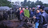 Nhộn nhịp phiên chợ trâu, bò lớn nhất Hà Tĩnh ngày cuối năm