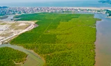 Nhìn từ trên cao những cánh rừng ngập mặn xanh mướt, đẹp như tranh ở Hà Tĩnh