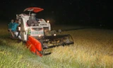 Nông dân Hà Tĩnh đội đèn gặt lúa trong đêm để tránh nắng