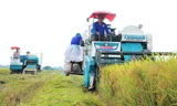 Ngành lúa gạo khẳng định vị thế mới 