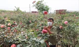 Anh Nguyễn Đức Mạnh (Nhà vườn Thủy Mạnh) đang cắt tỉa hồng để chuẩn bị cho dịp Tết 