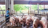 Giá lợn hơi thất thường: Lo lợn nhập lậu gây mất kiểm soát