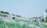 Triền đê Long Biên tràn ngập cỏ lau trắng muốt, giới trẻ Hà Nội xúng xính tới check-in