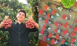 Độc lạ Bắc Giang: Tour du lịch hái vải đêm giá rẻ, du khách được ăn vải thoả thích