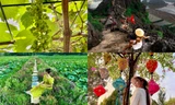 Vườn nho sai trĩu quả ở Ninh Bình: Điểm đến mới hứa hẹn hút khách dịp nghỉ lễ