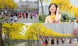 Con đường hoa "hot" nhất Hà Nội lúc này: Đông nườm nượp người tới "check-in", chú ý xe cộ!