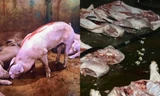Bắt giữ chủ cơ sở giết mổ, phân phối thịt lợn nhiễm bệnh vào chợ và quán ăn ở Hà Nội