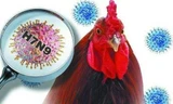 H7N9 là một trong những chủng cúm gia cầm nguy hiểm nhất thế giới