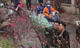 Người dân Hà Thành xuống phố sắm đào cuối vụ cúng Rằm tháng Giêng