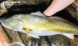 Ngư dân Cửa Lò câu được cá lạ dài gần 1m, nghi sủ vàng cực quý