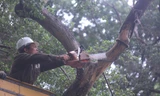 Cận cảnh chặt hạ 3 cây sưa quý hiếm chết ven hồ Gươm
