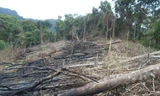 Phá rừng phòng hộ để... trồng rừng