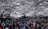 Dòng người trong công viên Ueno dự lễ hội hoa anh đào hôm 22/3. (Ảnh: Reuters)