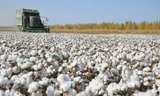 Một cánh đồng bông ở Tân Cương