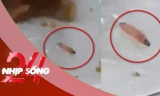 NHỊP SỐNG 24: Nhà trường lên tiếng vụ ấu trùng trong suất ăn bán trú
