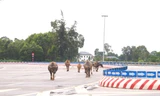 Trâu, bò ‘đi dạo’ trên đại lộ nghìn tỷ