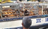 Nghệ An: Phát hiện 17 con hổ trưởng thành được nuôi nhốt trong nhà