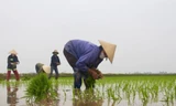 Cận Tết, nông dân xuống ruộng cấy thuê kiếm nửa triệu mỗi ngày