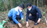 Tuổi trẻ Nghệ An chung tay trồng hơn 10.000 cây lim xanh